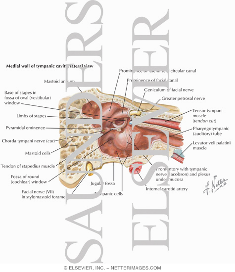 Muscles of the Ear