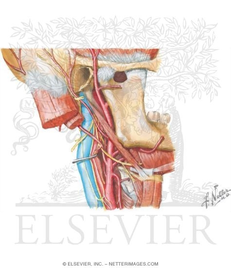 Watermarked preview of unlabeled image: Arterial Supply of the External Ear