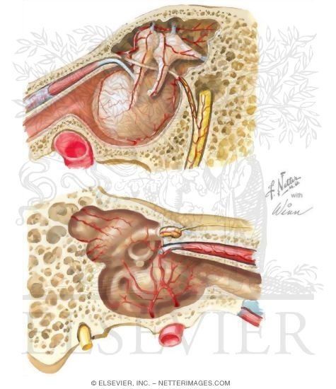 Watermarked preview of unlabeled image: Arterial Supply of the Middle Ear