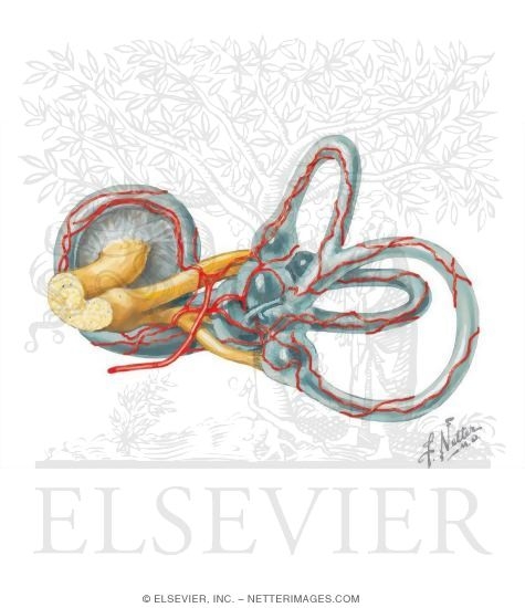 Arterial Supply of the Inner Ear