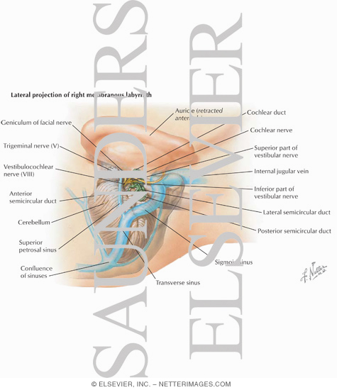 Welcome To Netter Images Written by sonya margaret sulivan wednesday, december 26 enchanted learning brain diagram ear. welcome to netter images