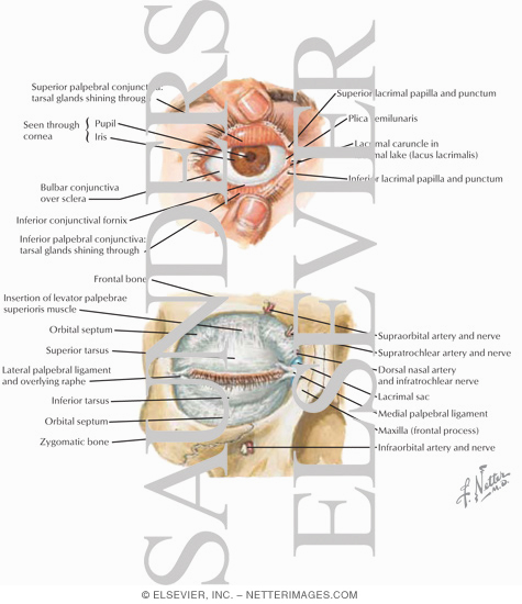 Watermarked preview of labeled image: Overview and Topographic Anatomy of the Orbit