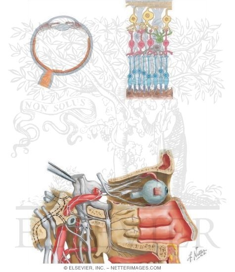 Watermarked preview of unlabeled image: Contents of the Orbit: Nerve Supply