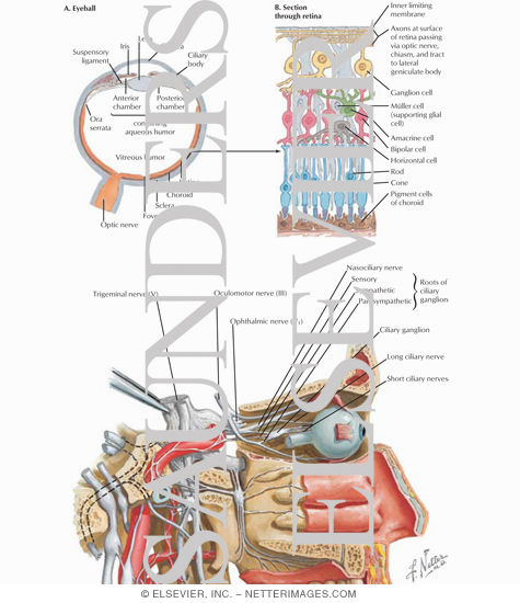 Contents of the Orbit: Nerve Supply