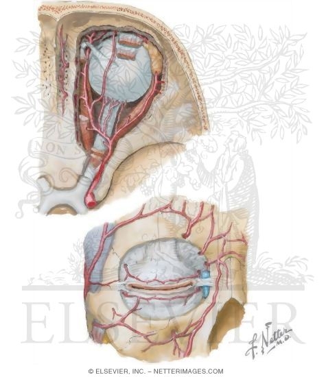 Contents of the Orbit: Vascular Supply