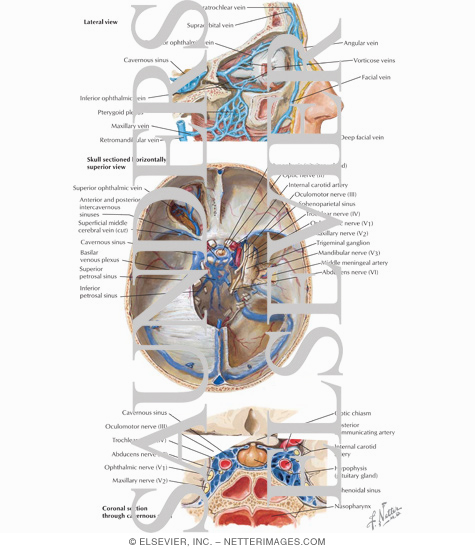 Watermarked preview of labeled image: Contents of the Orbit: Vascular Supply