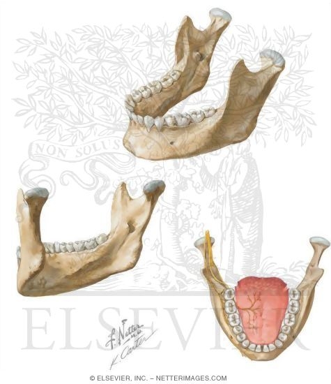Mandibular Injections: Innervation and Osteology Landmarks