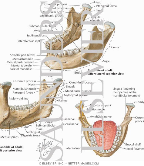Mandibular Injections: Innervation and Osteology Landmarks