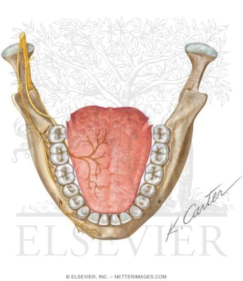 Watermarked preview of unlabeled image: Mandibular Injections: Innervation and Osteology Landmarks
