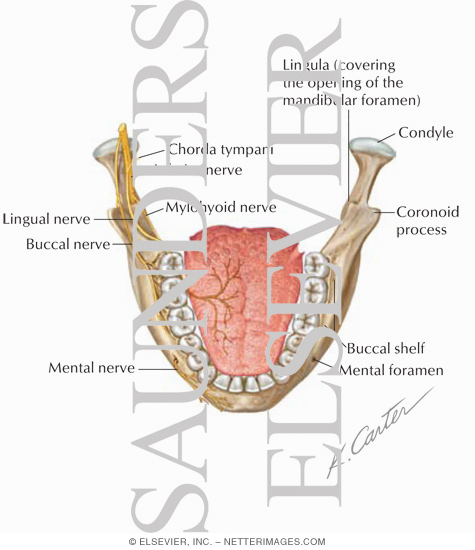 Mandibular Injections: Innervation and Osteology Landmarks