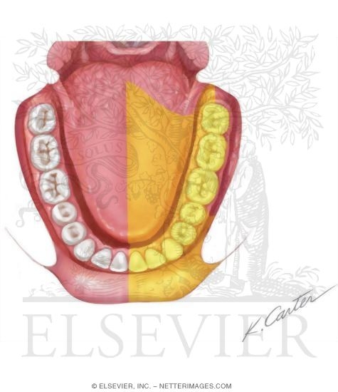 Watermarked preview of unlabeled image: Inferior Alveolar Nerve Block