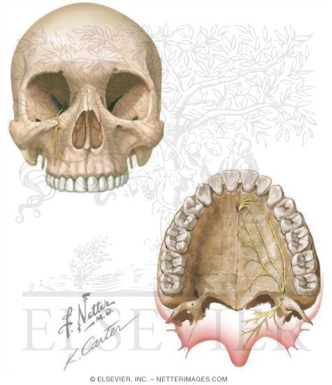Maxillary Injections: Innervation and Osteology Landmarks