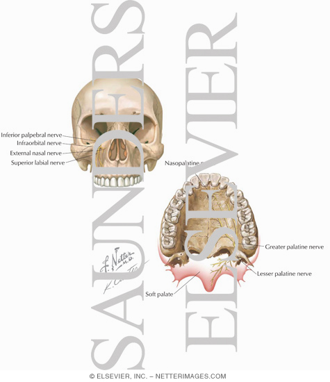 Watermarked preview of labeled image: Maxillary Injections: Innervation and Osteology Landmarks