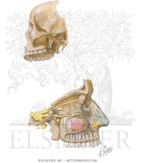 Watermarked preview of unlabeled image: Maxillary Injections: Innervation and Osteology Landmarks