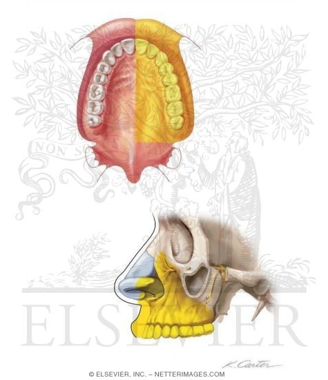 Watermarked preview of unlabeled image: Maxillary Injections: Maxillary Division Block