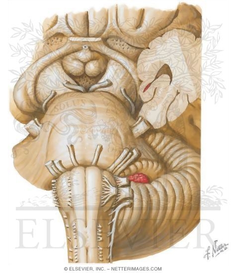 Brainstem