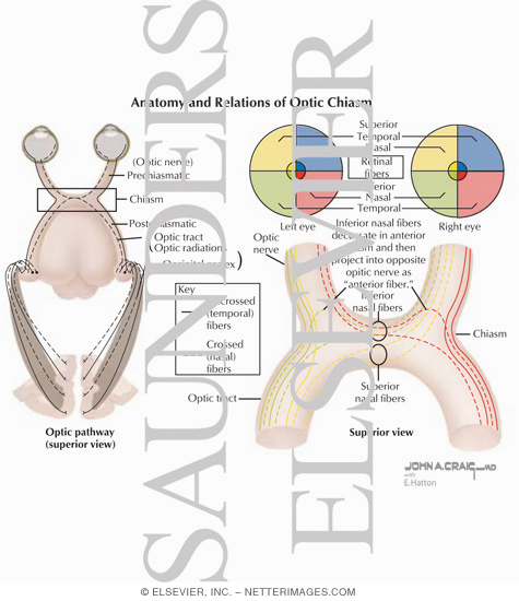Anatomy and Relations of Optic Chiasm