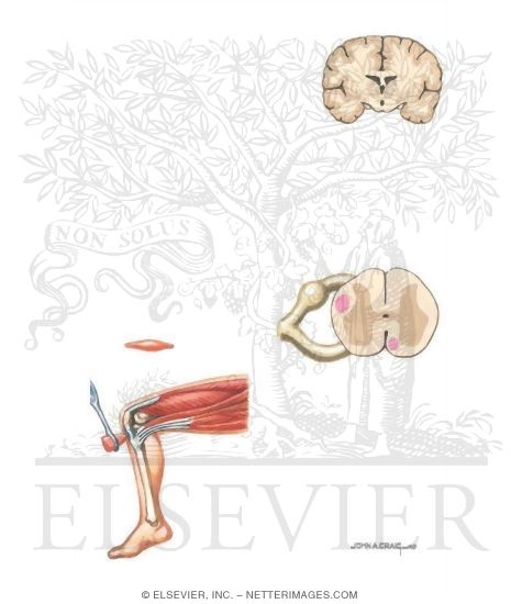 Stretch Reflex