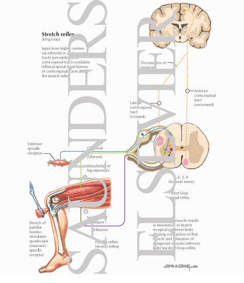 Stretch Reflex