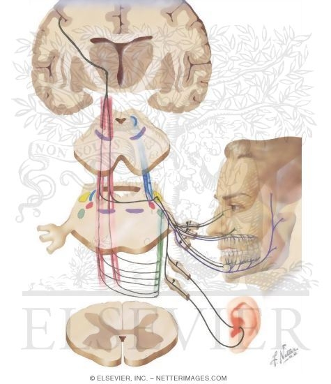 Watermarked preview of unlabeled image: Somesthetic System - Head