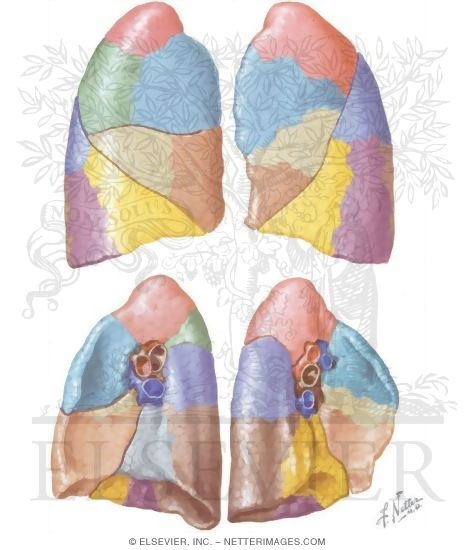 Watermarked preview of unlabeled image: Chest Surgery In Tuberculosis