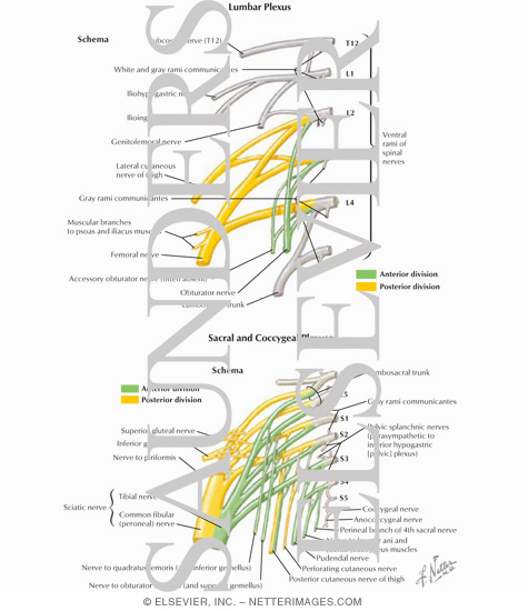 Lumbosacral Plexopathy