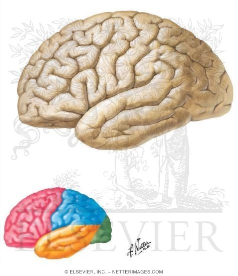 Lateral Surface of the Brain