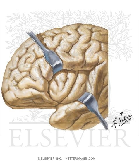 Insula (Insular Cortex)