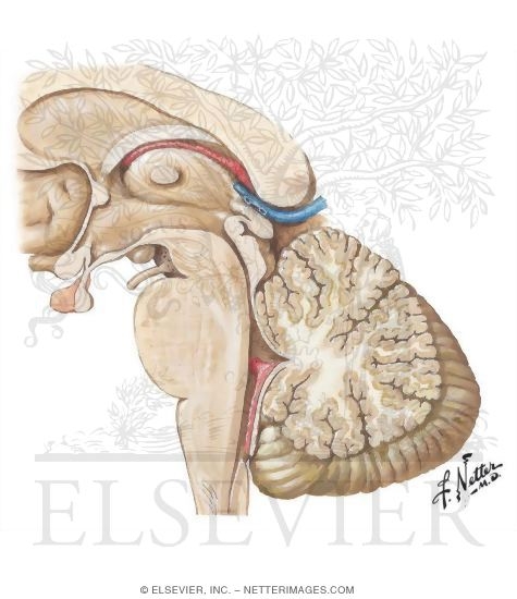 Brainstem: Medial View