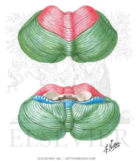 Cerebellum, Superior and Inferior Surfaces