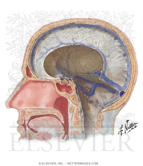 Venous Sinuses