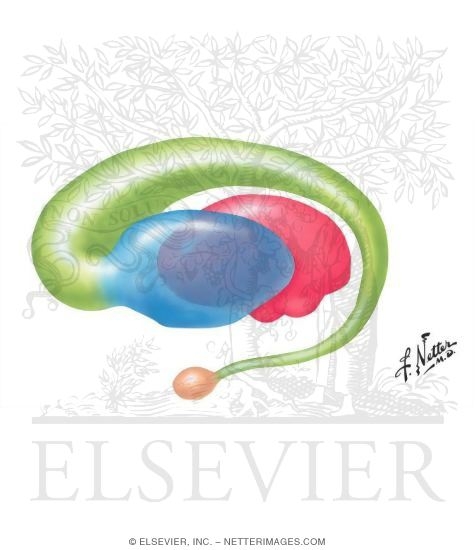 Watermarked preview of unlabeled image: Basal Ganglia