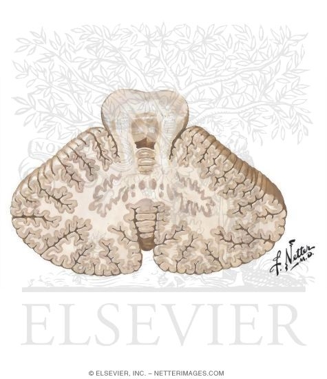Interior of Cerebellum