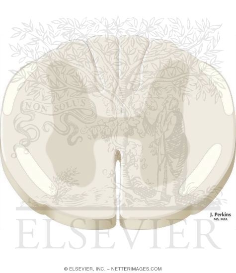 Watermarked preview of unlabeled image: Somatosensory Afferents to the Spinal Cord