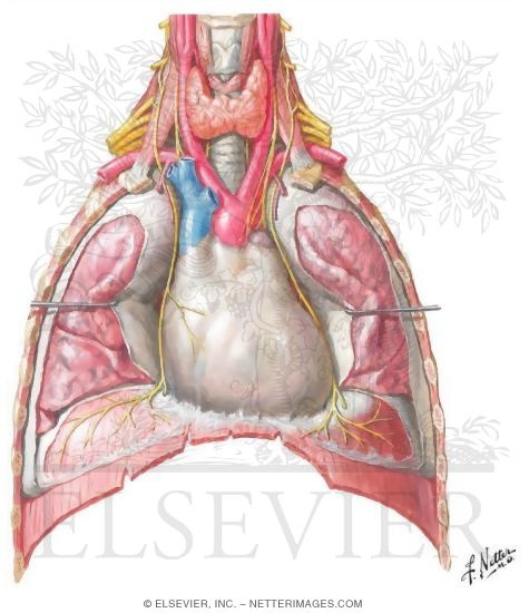 Watermarked preview of unlabeled image: Thoracic Outlet