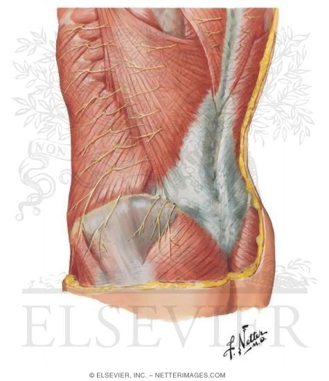 Nerves of Brachial Plexus: Thoracodorsal Nerve