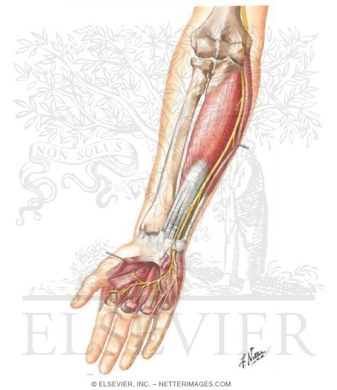 Ulnar Nerve (To Wrist)