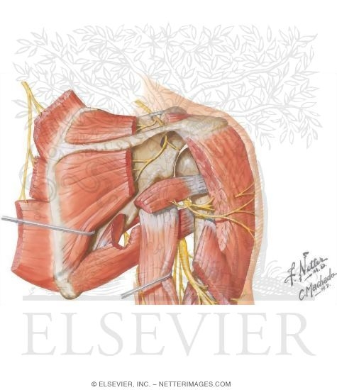 Shoulder Anatomy Nerves