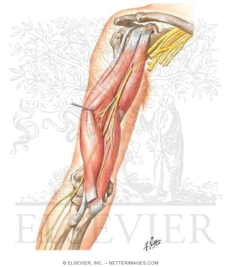 Watermarked preview of unlabeled image: Musculotaneous Nerve