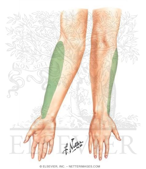 Lateral Cutaneous Nerve of Forearm