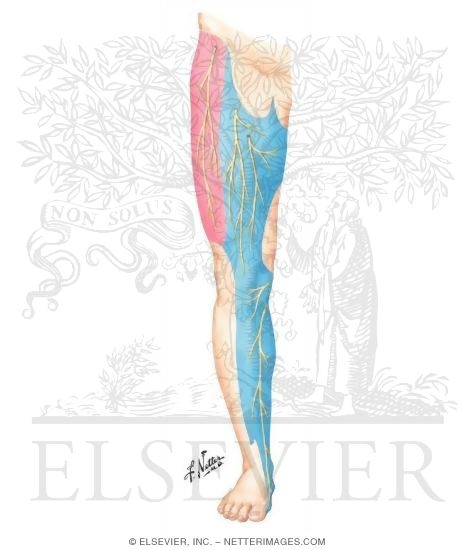 Lateral Cutaneous Nerve of Thigh