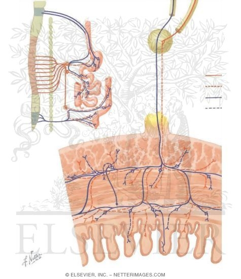 Enteric Nervous System