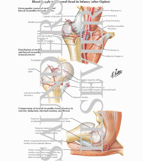 Blood Supply to Femoral Head in Infancy
