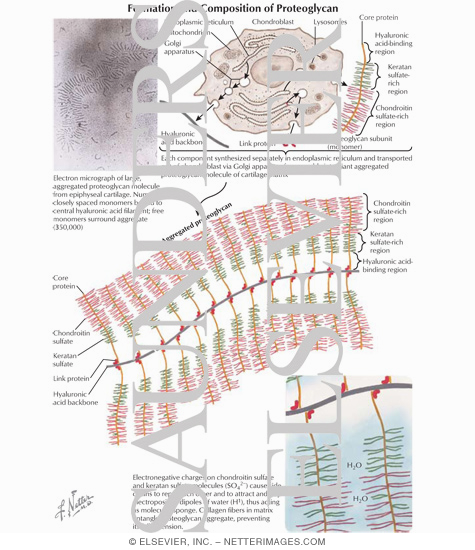Formation and Composition of Proteoglycan