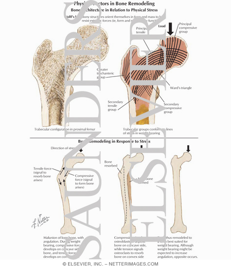 Watermarked preview of labeled image: Bone Architecture in Relation to Physical Stress