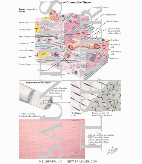 Histology of Connective Tissue