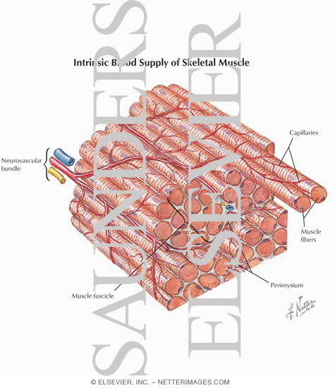 Sarcoplasmic Reticulum