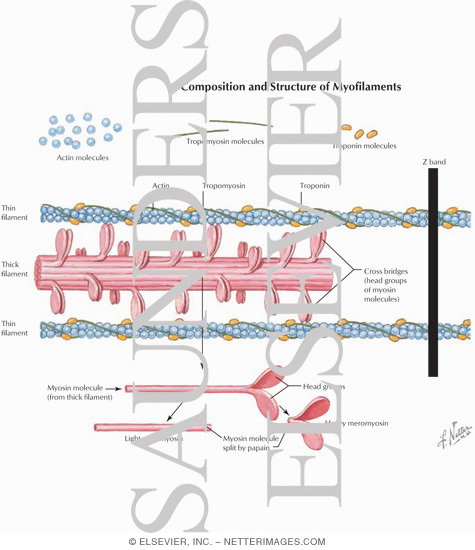 Watermarked preview of labeled image: Composition and Structure of Myofilaments