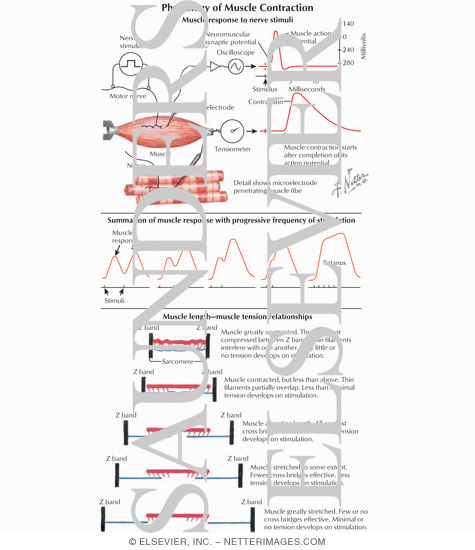 Watermarked preview of labeled image: Muscle Response to Nerve Stimuli