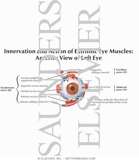 Innervation and Action of Extrinsic Eye Muscles: Anterior View of Left Eye